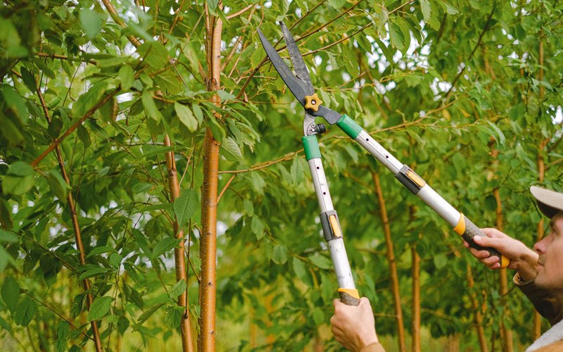 Tree trimming in Freehold, NJ
